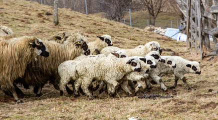 Fototapeta premium lambs