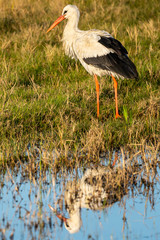 Stork (ciconia ciconia) at dawn in the Natural Park of the Marshes of Ampurdán.