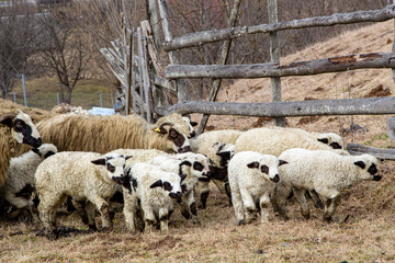  lambs