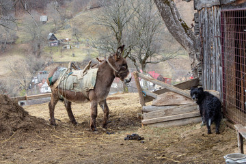 Donkey in front of the stable