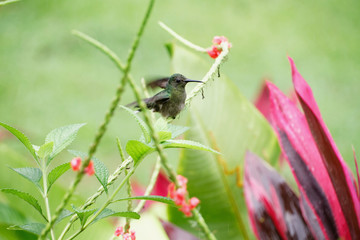 Kolibri