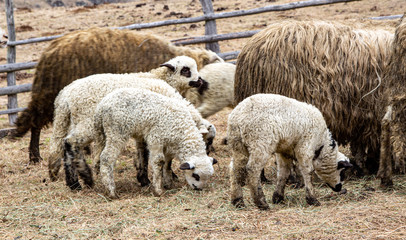  Sheep in the mountains