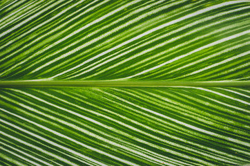 Closeup Colorful Abstract Texture Background of leaf in Garden