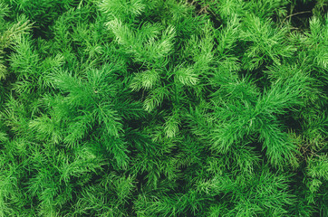 Closeup Colorful Abstract Texture Background of leaf in Garden