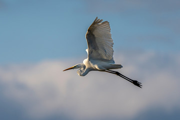 White heron (ardea alba) flying at dawn in the Natural Park of the Marshes of Ampurdán.
