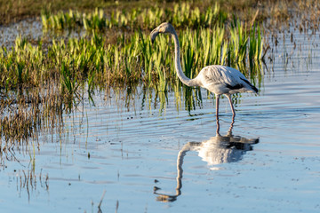 Pink flamingo (phoenicopterus roseus) at dawn in the Natural Park of the Marshes of Ampurdán.