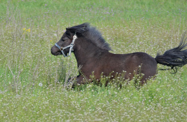A cute Shetland pony galloping in the meadow.