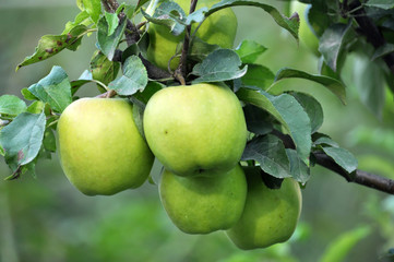 Apples ripen on the tree branch