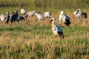 Stork (ciconia ciconia) at dawn in the Natural Park of the Marshes of Ampurdán.