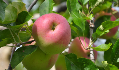 Apples ripen on the tree branch