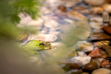 Close up photo of single wasp sitting on water surface. Amazing insect, fast, curious and dangerous. Natural, springtime shot. Macro, detail. Thirsty insect, yellow and black.