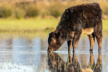 Calf grazing in the Marshes of the Ampurdan.