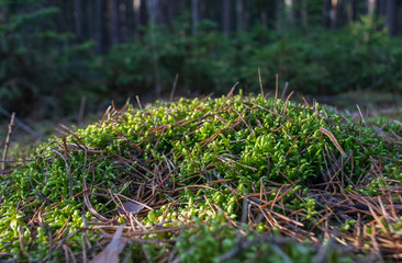 Fototapete bei efototapeten.de bestellen   