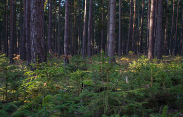 Fototapete bei efototapeten.de bestellen   