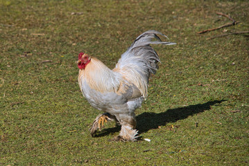 Glücklicher Rasse Hahn und Henne auf Bio Bauernhof, Freilandhaltung