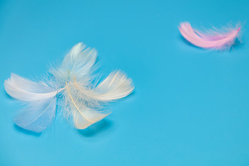 Colorful feathers on a blue background