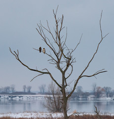 Red-Tailed Hawks on Tree in Winter