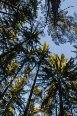 Fototapeta premium treetops against the sky