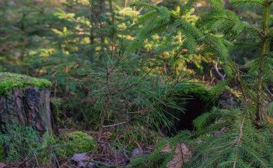 young ate in the forest