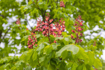 flowering red chestnut tree in spring