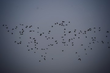 flock of birds flying in the sky