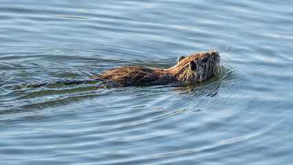 Water rat (arvicola sapidus) in the Natural Park of the Marshes of Ampurdán.