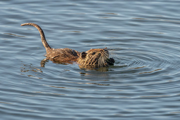 Water rat (arvicola sapidus) in the Natural Park of the Marshes of Ampurdán.