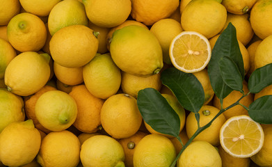 Whole fresh yellow lemons with half cut slices and green lemon branch with leaves as a background