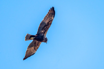 Booted Eagle (hieraaetus pennatus) in the Marshes of the Ampurdan.