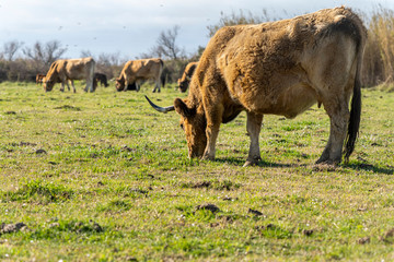 Cow grazing in the marshes of the Ampurdan.