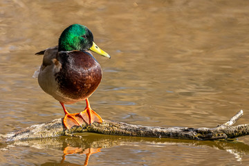 Male of mallard (Anas platyrhynchos) in the Natural Park of the Marshes of Ampurdán.