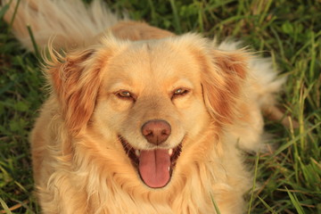 Yellow dog smiling at the camera