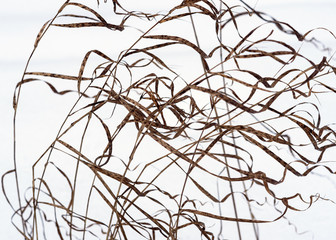 Dry twisting grass on a background of white snow.