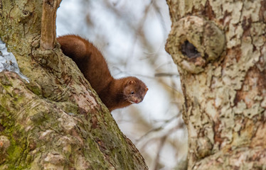 Mink on Tree in Winter
