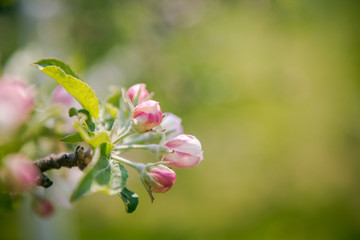 Cherry Blossom. White flowers on tree branch, selective focus. Gardening in spring. Spring Flowering branch on background green garden