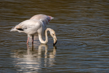 Pink flamingos (phoenicopterus roseus) in the Natural Park of the Marshes of Ampurdán.