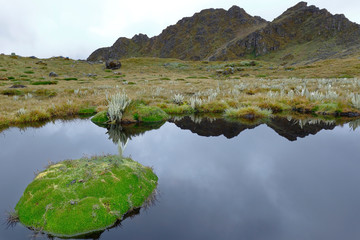 Banks of lagoon full of moss (Distichia muscoides). Huancayo, Peru
