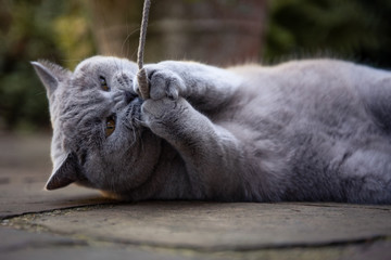 Britisch Kurzhaar graue Katze liegt auf dem Boden auf der Terasse und spielt mit ihrem Spielzeug