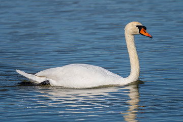 Swan (Cygnus olor) in the marshes of the Ampurdan.