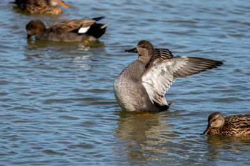 Couple of gadwalls (Anas strepera) at dawn in the Natural Park of the Marshes of Ampurdán.