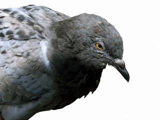  The head of a dove isolated on a white background