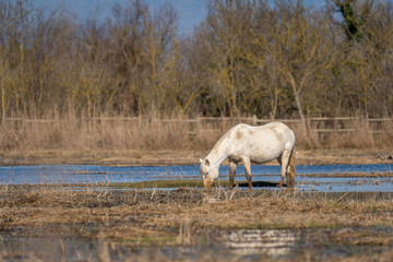 Horse of the Camargue in the Natural Park of the Marshes of Ampurdán.