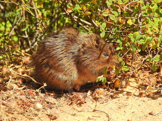 Southern Water Vole (Arvicola sapidus)