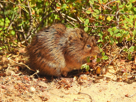 Southern Water Vole (Arvicola sapidus)