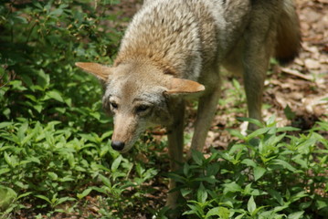 Coyote