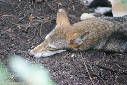 Coyote