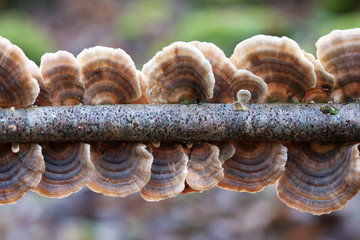 Sombreros multicolor de Trametes versicolor
