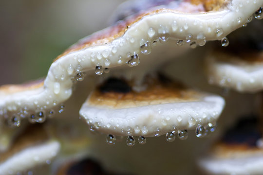 Fomitopsis pinicola exudando gotas de agua