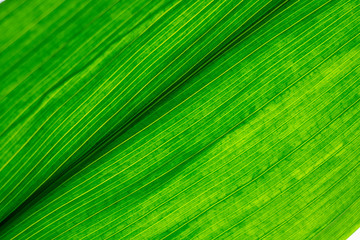 Macro photo of leaf texture. Green leaf plants texture close-up macro.Green leaf of a plant on a white background close-up.