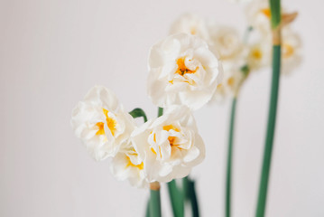 Beautiful fresh narcissus flowers in bloom against white background.